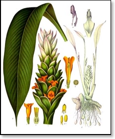 turmeric image